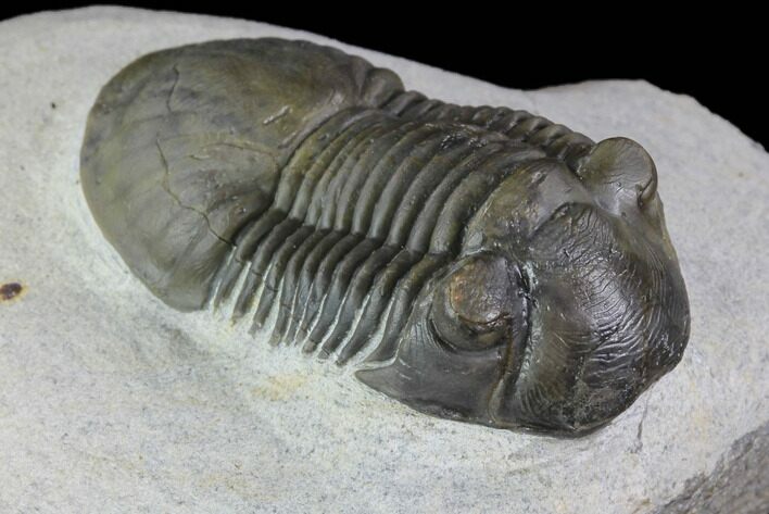 Paralejurus Trilobite Fossil - Excellent Preparation #87576